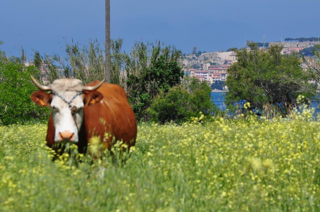 Hotel Tirrena Bike & Country Portoferraio